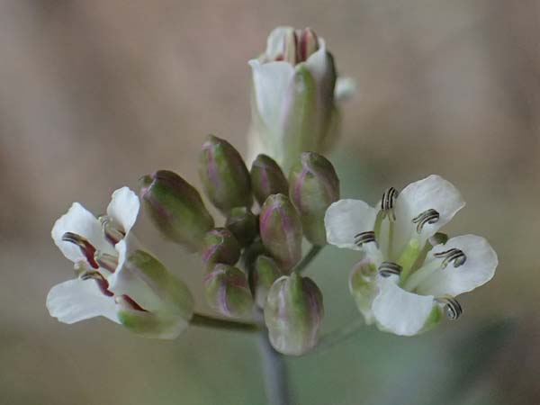Turritis laxa \ Lockerbl&uuml;tige Turmkraut / Lax Tower Mustard, Zypern/Cyprus Platres 28.3.2025