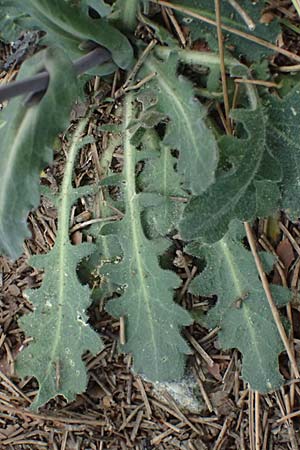 Turritis laxa \ Lockerbl&uuml;tige Turmkraut / Lax Tower Mustard, Zypern/Cyprus Platres 28.3.2025