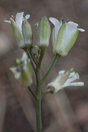 Turritis laxa \ Lockerbl&uuml;tige Turmkraut / Lax Tower Mustard, Zypern/Cyprus Platres 28.3.2025