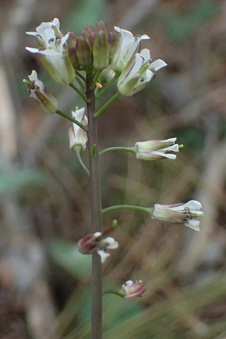 Turritis laxa \ Lockerbl&uuml;tige Turmkraut / Lax Tower Mustard, Zypern/Cyprus Platres 28.3.2025