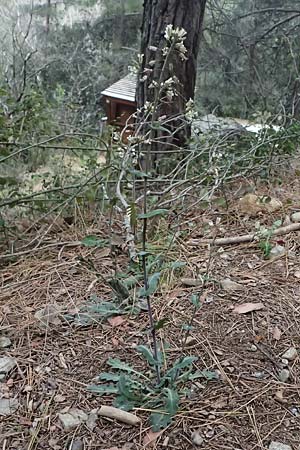 Turritis laxa \ Lockerbl&uuml;tige Turmkraut / Lax Tower Mustard, Zypern/Cyprus Platres 28.3.2025
