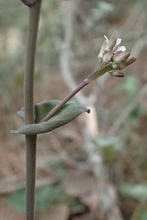 Turritis laxa \ Lockerbl&uuml;tige Turmkraut / Lax Tower Mustard, Zypern/Cyprus Platres 28.3.2025