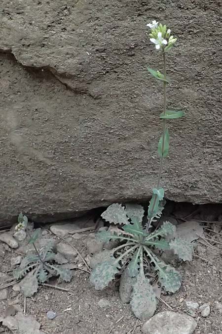 Turritis laxa \ Lockerbl&uuml;tige Turmkraut / Lax Tower Mustard, Zypern/Cyprus Platres 28.3.2025