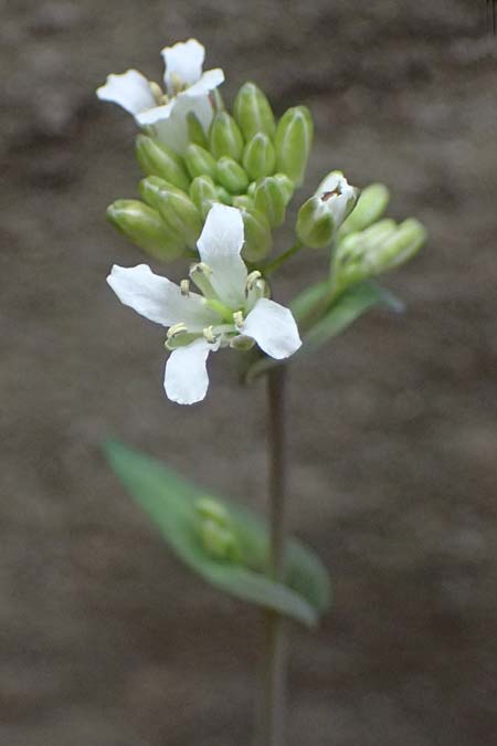 Turritis laxa \ Lockerbl&uuml;tige Turmkraut / Lax Tower Mustard, Zypern/Cyprus Platres 28.3.2025