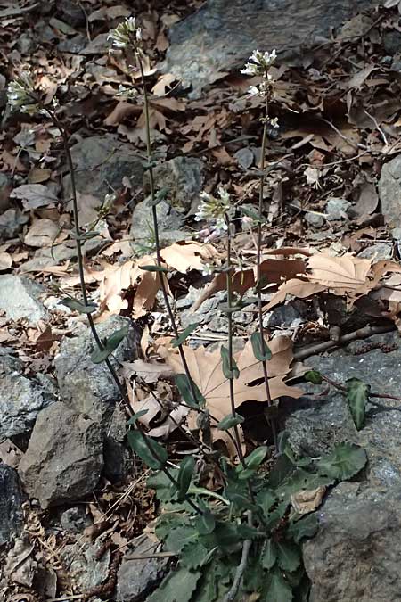 Turritis laxa \ Lockerbl&uuml;tige Turmkraut / Lax Tower Mustard, Zypern/Cyprus Platres 28.3.2025