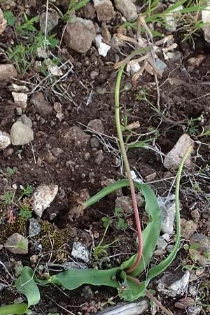 Bellevalia trifoliata \ Dreibl&auml;ttrige Hyazinthe / Turkish Bellevalia, Zypern/Cyprus Baths of Aphrodite 27.3.2025