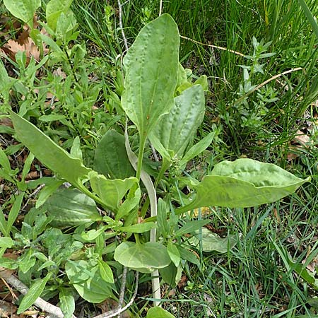 Plantago major \ Breit-Wegerich, Groer Wegerich / Greater Plantain, Zypern/Cyprus Prov. Paphos, Episkopi 31.3.2025