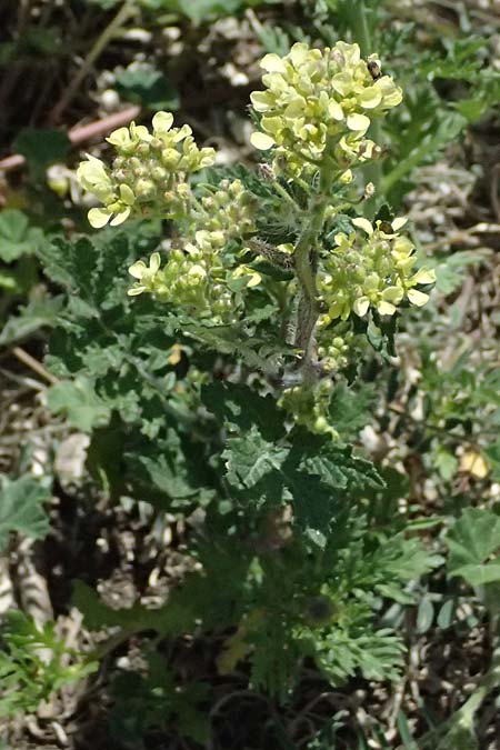 Brassica tournefortii \ Sahara-Kohl / Asian Mustard, Wild Turnip Rape, Zypern/Cyprus Kourion 29.3.2025