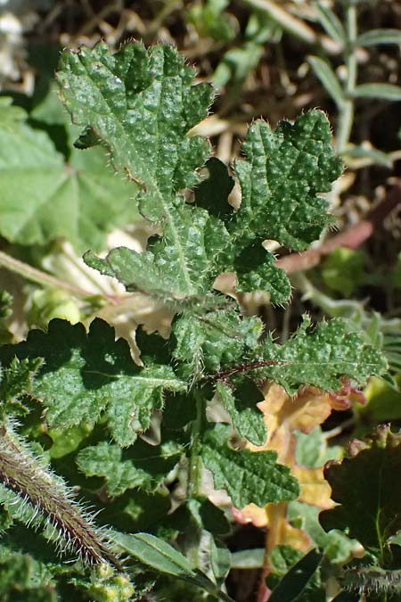Brassica tournefortii \ Sahara-Kohl / Asian Mustard, Wild Turnip Rape, Zypern/Cyprus Kourion 29.3.2025