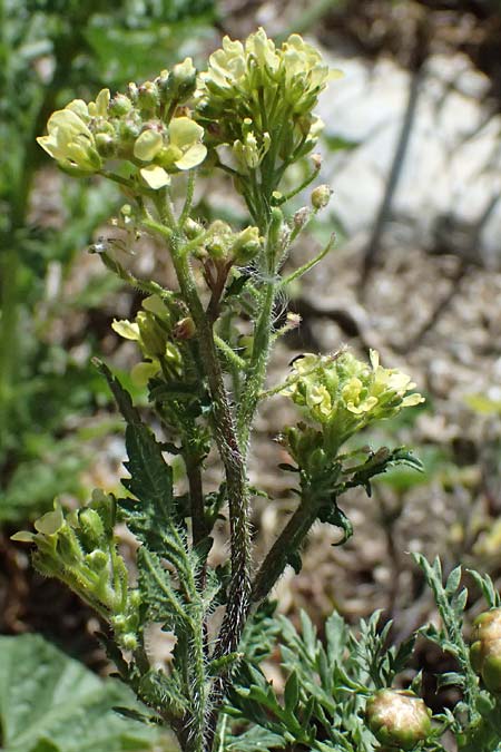 Brassica tournefortii \ Sahara-Kohl / Asian Mustard, Wild Turnip Rape, Zypern/Cyprus Kourion 29.3.2025