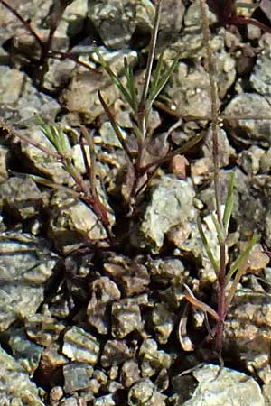Eremogone picta \ Bemalte Miere / Painted Sandwort, Zypern/Cyprus Akamas, Neo Chorio 20.3.2025