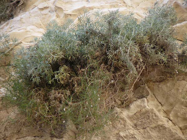 Centaurea akamantis \ Akamas-Flockenblume / Akamas Knapweed, Zypern/Cyprus Avakas Gorge 22.3.2025