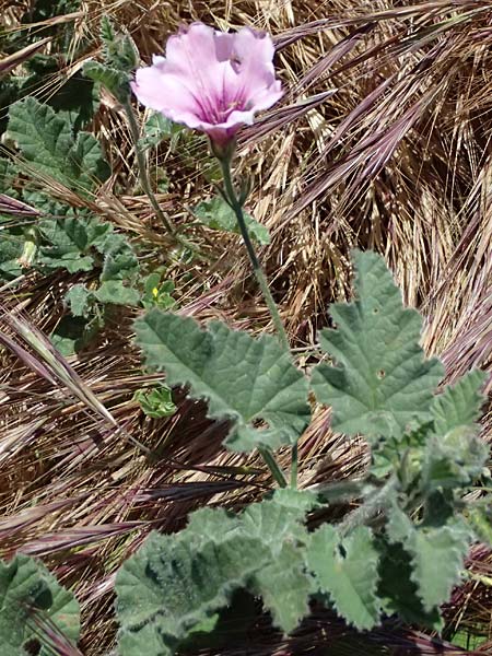 Convolvulus althaeoides \ Malvenbl�ttrige Winde / Mallow Bindweed, Zypern/Cyprus Kato Paphos 22.3.2025