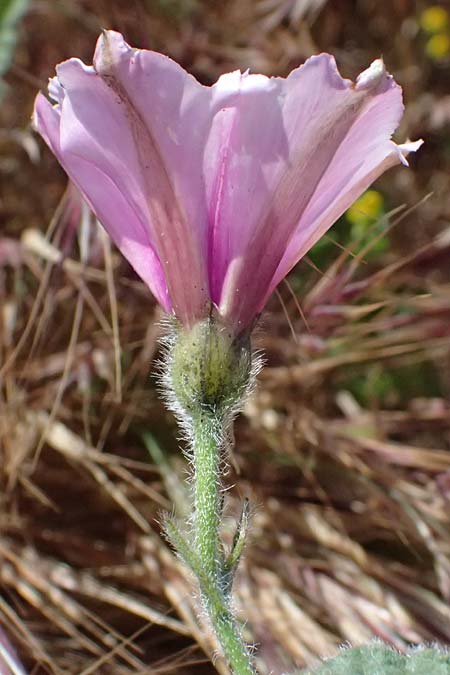 Convolvulus althaeoides \ Malvenbl�ttrige Winde / Mallow Bindweed, Zypern/Cyprus Kato Paphos 22.3.2025