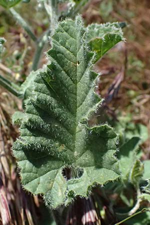 Convolvulus althaeoides \ Malvenbl�ttrige Winde / Mallow Bindweed, Zypern/Cyprus Kato Paphos 22.3.2025