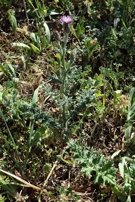 Carduus argentatus subsp. acicularis \ Nadel-Distel, Zypern Kato Paphos 22.3.2025