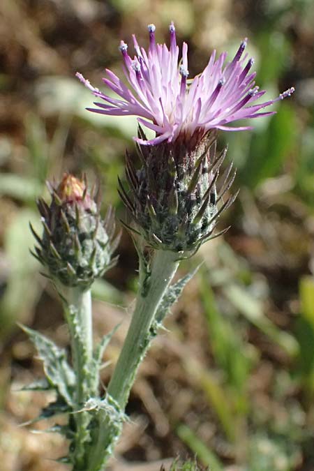 Carduus argentatus subsp. acicularis \ Nadel-Distel, Zypern Kato Paphos 22.3.2025