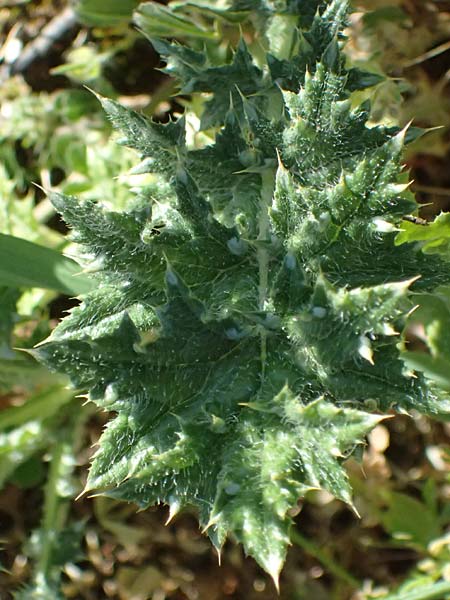 Carduus argentatus subsp. acicularis \ Nadel-Distel, Zypern Kato Paphos 22.3.2025