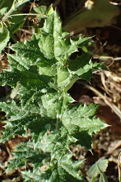 Carduus argentatus subsp. acicularis \ Nadel-Distel, Zypern Kato Paphos 22.3.2025