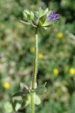 Campanula erinus \ Leberbalsam-Glockenblume / Small Bellflower, Zypern/Cyprus Episkopi 23.3.2025