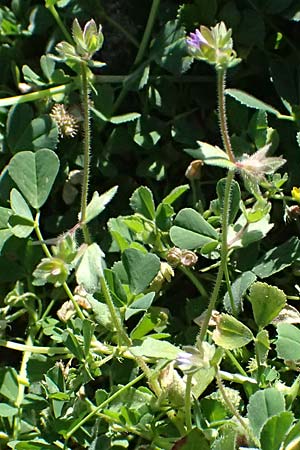 Campanula erinus \ Leberbalsam-Glockenblume / Small Bellflower, Zypern/Cyprus Episkopi 23.3.2025