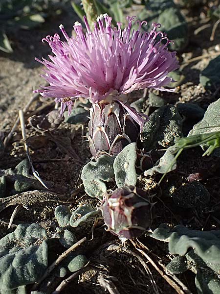 Centaurea aegialophila \ &Auml;g&auml;is-Flockenblume / Aegaean Knapweed, Zypern/Cyprus Akrotiri 23.3.2025