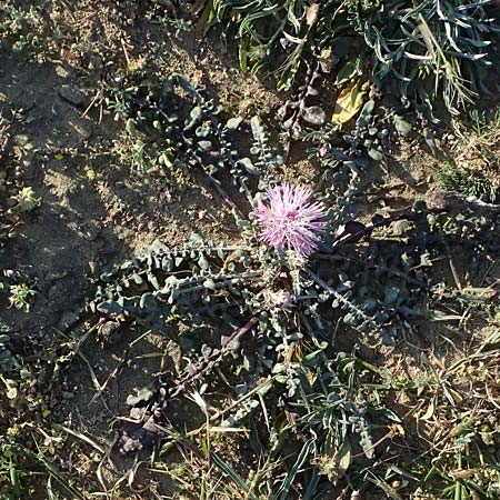 Centaurea aegialophila \ &Auml;g&auml;is-Flockenblume / Aegaean Knapweed, Zypern/Cyprus Akrotiri 23.3.2025