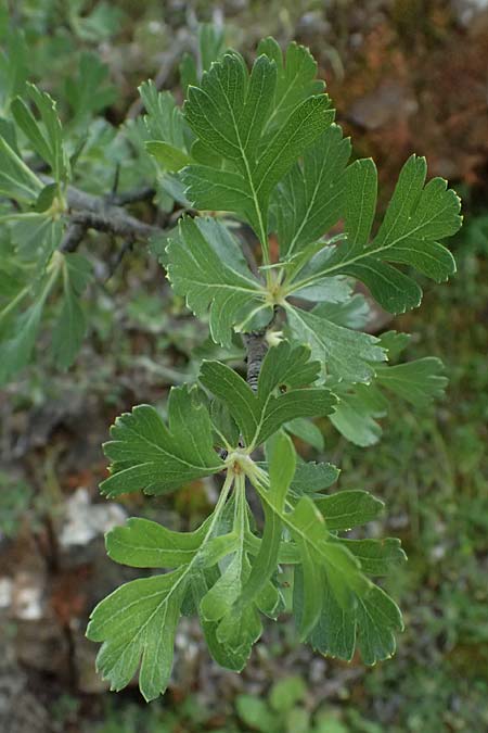 Crataegus azarolus \ Azarol-Dorn / Mediterranean Hawthorn, Zypern/Cyprus Xyliatos 26.3.2025