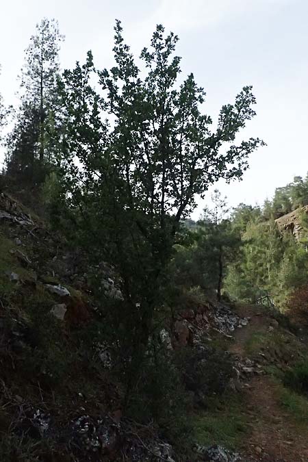 Crataegus azarolus \ Azarol-Dorn / Mediterranean Hawthorn, Zypern/Cyprus Xyliatos 26.3.2025