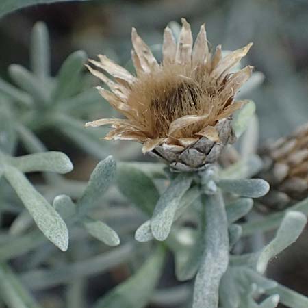 Centaurea akamantis \ Akamas-Flockenblume / Akamas Knapweed, Zypern/Cyprus Bot. Garden Baths of Aphrodite 27.3.2025