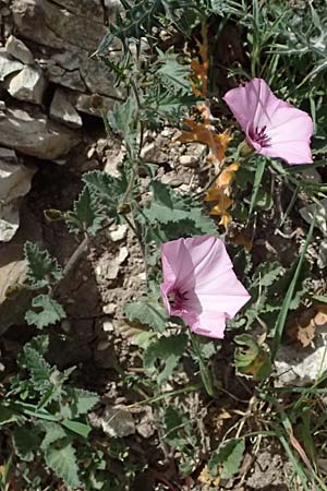 Convolvulus althaeoides \ Malvenbl�ttrige Winde / Mallow Bindweed, Zypern/Cyprus Prov. Paphos, Episkopi 31.3.2025
