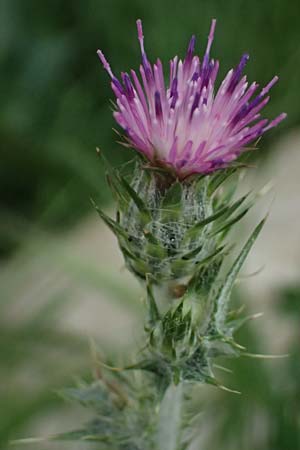 Carduus pycnocephalus \ Knuelkpfige Distel / Plymouth Thistle, Zypern/Cyprus Kato Archimandrita 1.4.2025