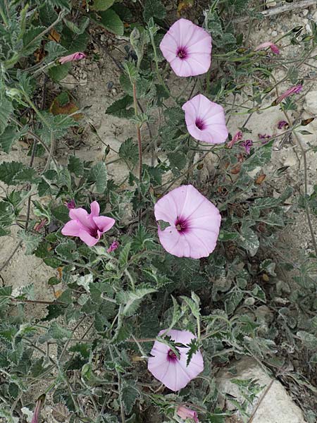 Convolvulus althaeoides \ Malvenbl�ttrige Winde / Mallow Bindweed, Zypern/Cyprus Kato Archimandrita 1.4.2025