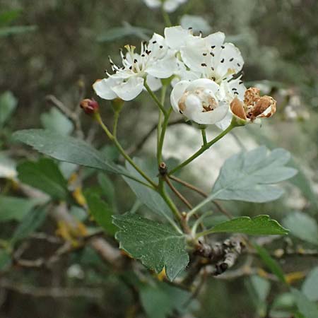 Crataegus azarolus \ Azarol-Dorn / Mediterranean Hawthorn, Zypern/Cyprus Kato Archimandrita 1.4.2025