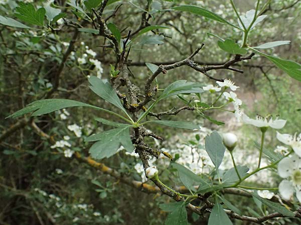 Crataegus azarolus \ Azarol-Dorn / Mediterranean Hawthorn, Zypern/Cyprus Kato Archimandrita 1.4.2025