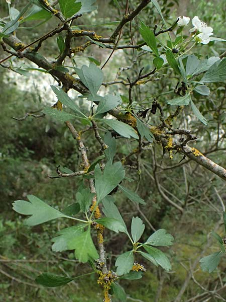 Crataegus azarolus \ Azarol-Dorn / Mediterranean Hawthorn, Zypern/Cyprus Kato Archimandrita 1.4.2025