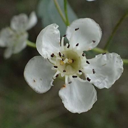 Crataegus azarolus \ Azarol-Dorn / Mediterranean Hawthorn, Zypern/Cyprus Kato Archimandrita 1.4.2025