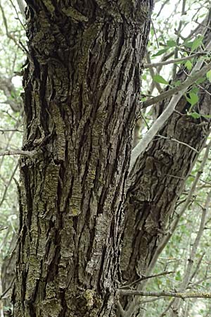 Crataegus azarolus \ Azarol-Dorn / Mediterranean Hawthorn, Zypern/Cyprus Kato Archimandrita 1.4.2025