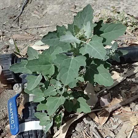 Chenopodium probstii \ Probsts G�nsefu� / Probst's Goosefoot, Zypern/Cyprus Limassol 2.4.2025