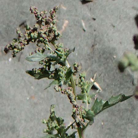 Chenopodium album \ Weier Gnsefu, Wilde Melde / Fat Hen, Zypern/Cyprus Limassol 2.4.2025