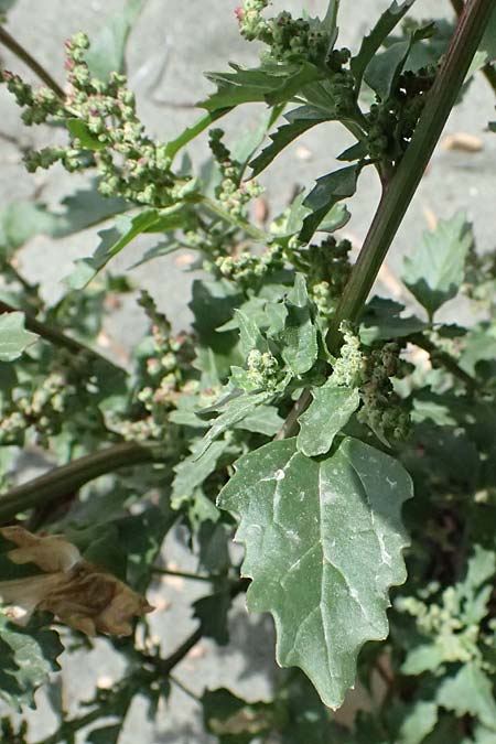 Chenopodium album \ Weier Gnsefu, Wilde Melde / Fat Hen, Zypern/Cyprus Limassol 2.4.2025