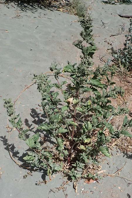 Chenopodium album \ Weier Gnsefu, Wilde Melde / Fat Hen, Zypern/Cyprus Limassol 2.4.2025