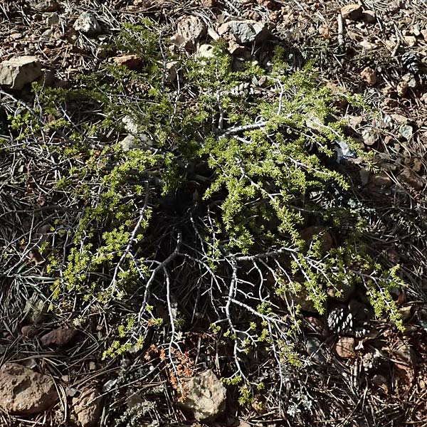 Cedrus brevifolia \ Zypern-Zeder / Cyprus Cedar, Zypern/Cyprus Troodos 24.3.2025