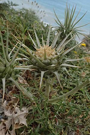 Cynara cornigera \ Geh&ouml;rnte Artischocke / Horned Artichoke, Zypern/Cyprus Pissouri 20.3.2025