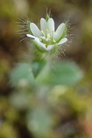 Cerastium comatum \ Haariges Hornkraut / Levantine Mouse-Ear, Zypern/Cyprus Xyliatos 26.3.2025