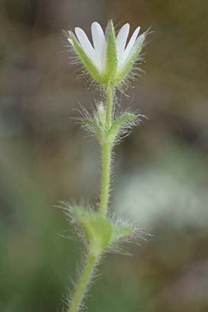 Cerastium comatum \ Haariges Hornkraut / Levantine Mouse-Ear, Zypern/Cyprus Xyliatos 26.3.2025