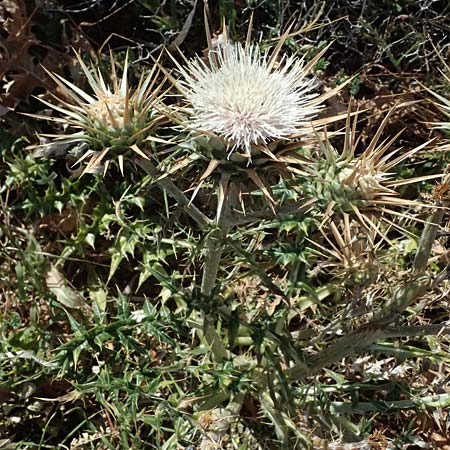 Cynara cornigera \ Gehrnte Artischocke / Horned Artichoke, Zypern/Cyprus Petra tou Romiou 30.3.2025