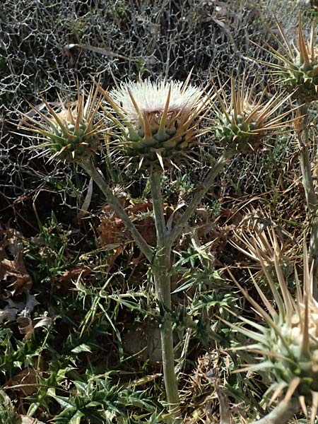 Cynara cornigera \ Gehrnte Artischocke / Horned Artichoke, Zypern/Cyprus Petra tou Romiou 30.3.2025