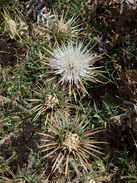 Cynara cornigera \ Gehrnte Artischocke / Horned Artichoke, Zypern/Cyprus Petra tou Romiou 30.3.2025