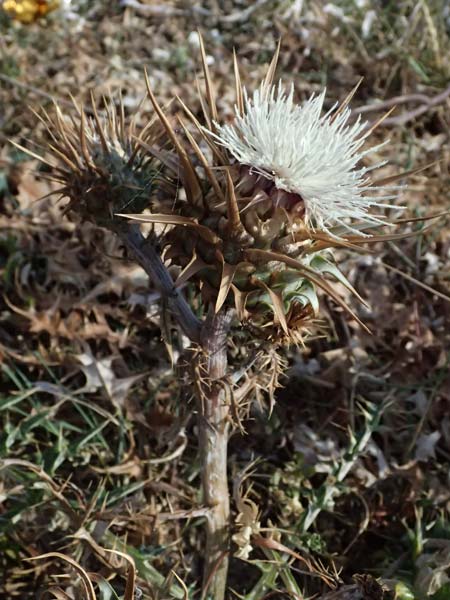 Cynara cornigera \ Gehrnte Artischocke / Horned Artichoke, Zypern/Cyprus Petra tou Romiou 30.3.2025